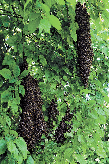 Роїння бджіл — не лише порятунок від спеки і тисняви, а й придуманий природою блискучий спосіб розселення медоносних комах. Фото автора